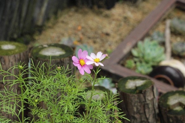 适合栽在庭院的多肉,庭院地栽多肉设计