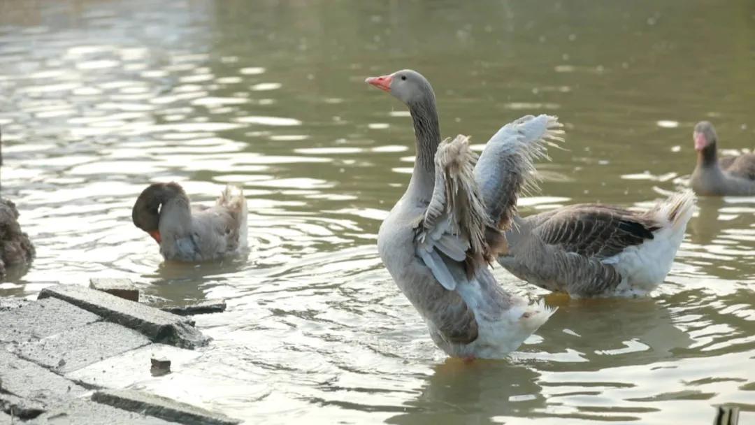 怎样养鹅年收入五万元,怎样养鹅年收入百万