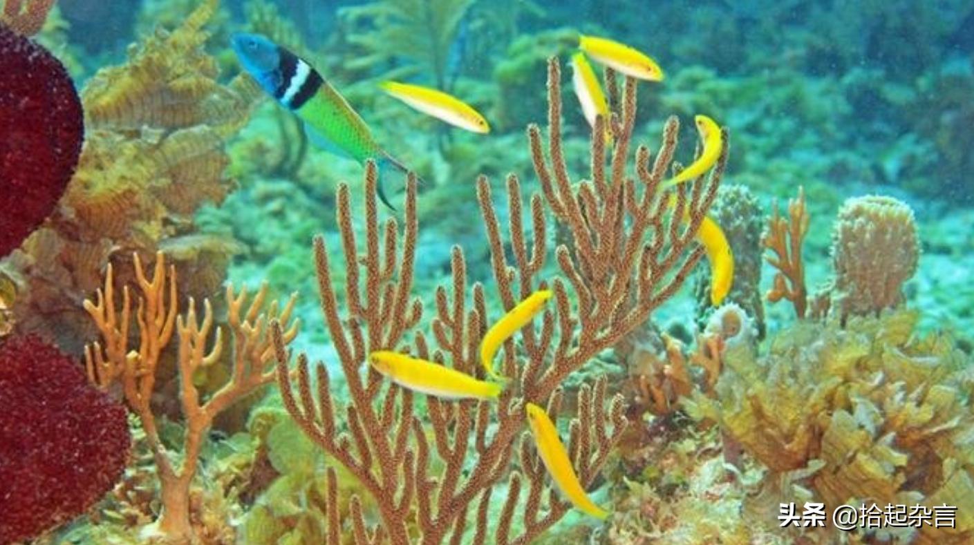 性别也是自己选择的吗,是怎么决定自己的性别的