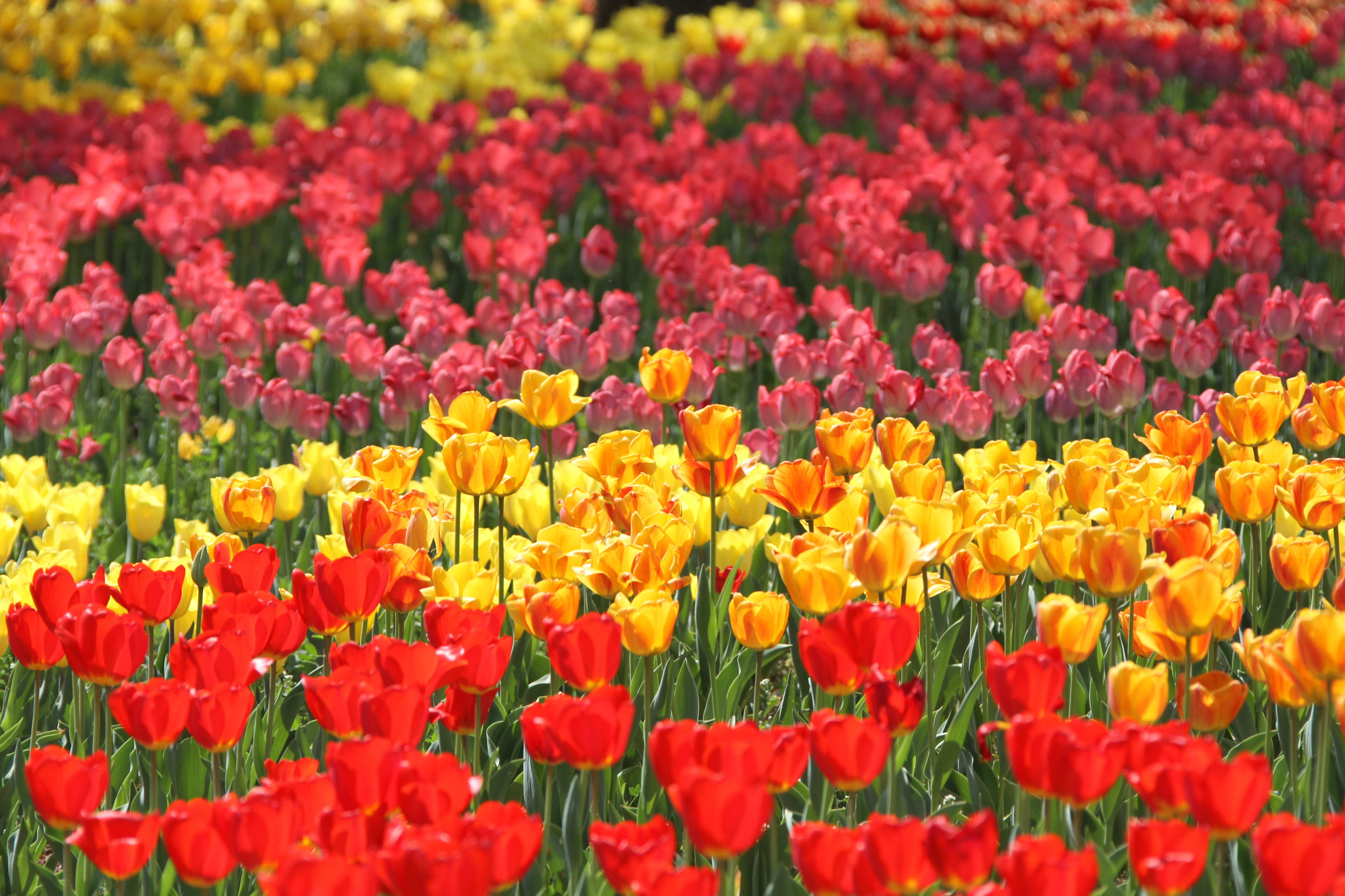 荷兰郁金香花风景图片,荷兰花海的郁金香真漂亮