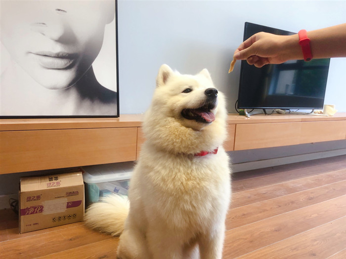 狗狗不吃饭怎么判断是否生病,狗狗拒食护食方法