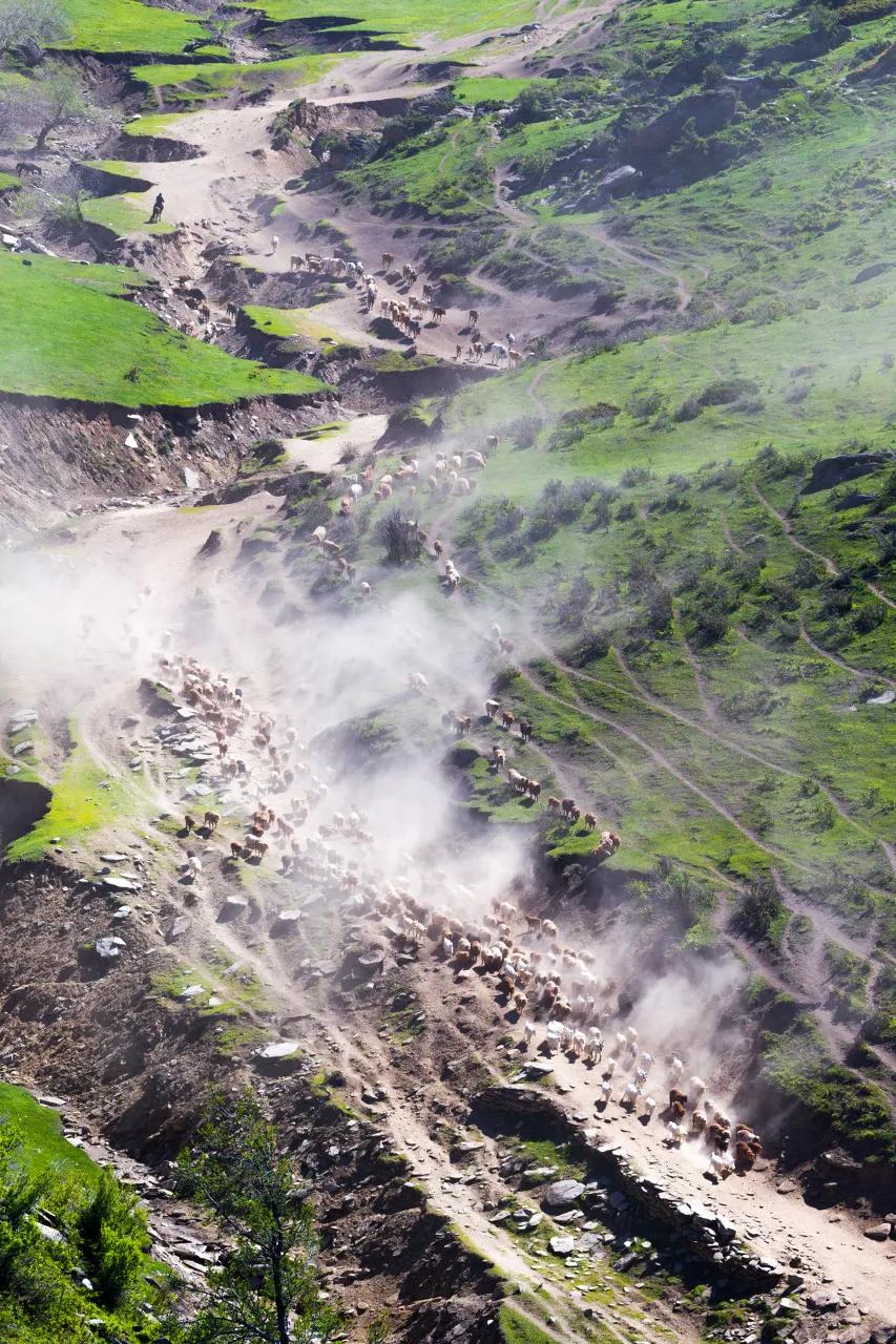 谁在保护金丝猴,谁在保护北极熊