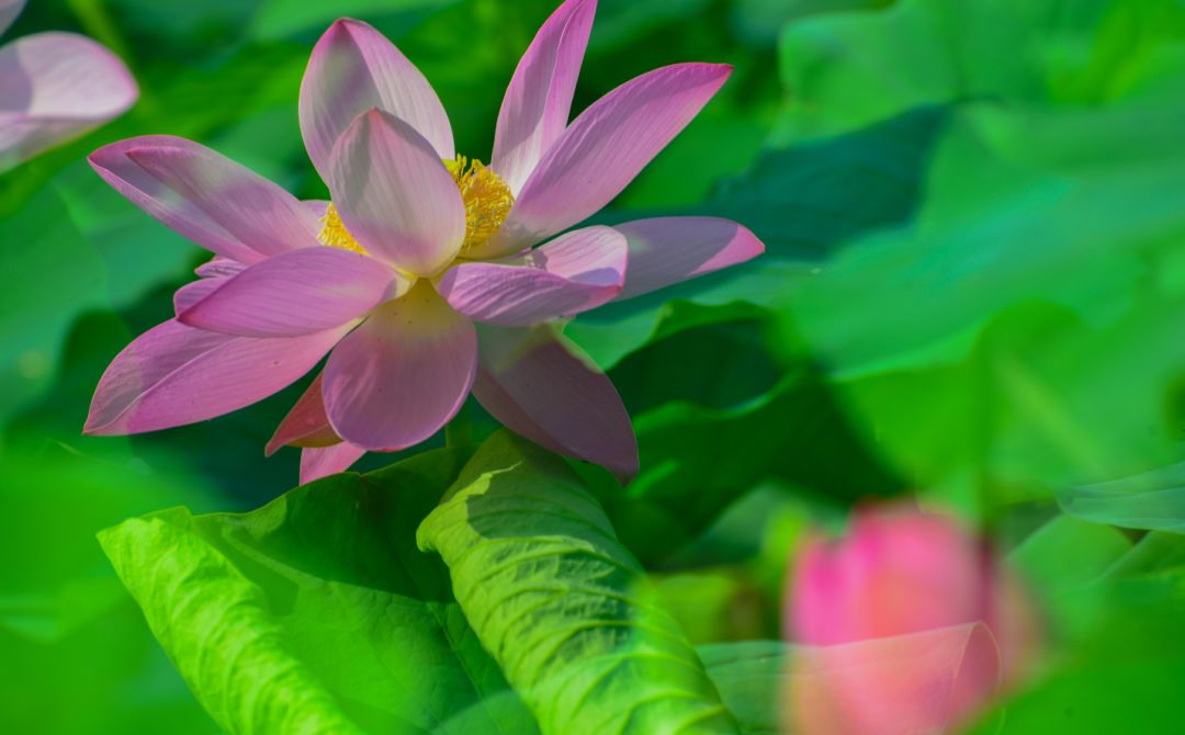 夏季最美荷花在哪里,山东最漂亮的荷花