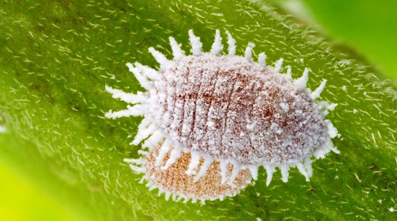 暂停台湾番荔枝和莲雾输入,暂停台湾水果进口有什么影响