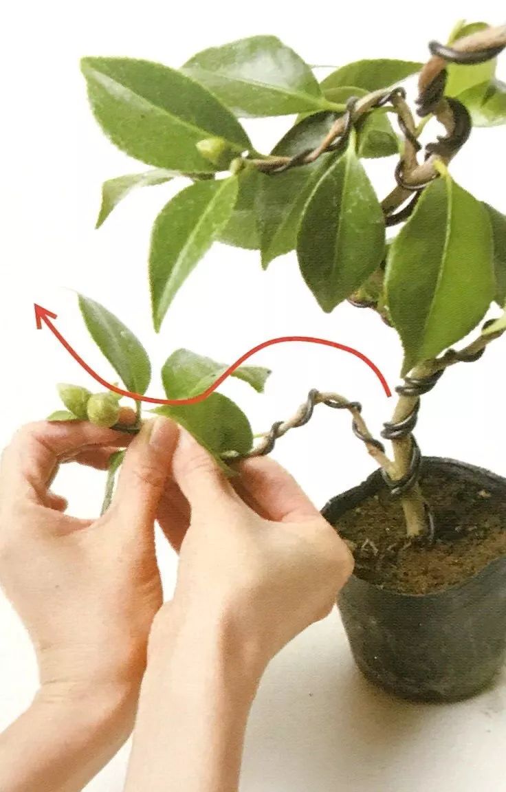 盆景粗枝拿弯的造型,盆景造型细长直杆