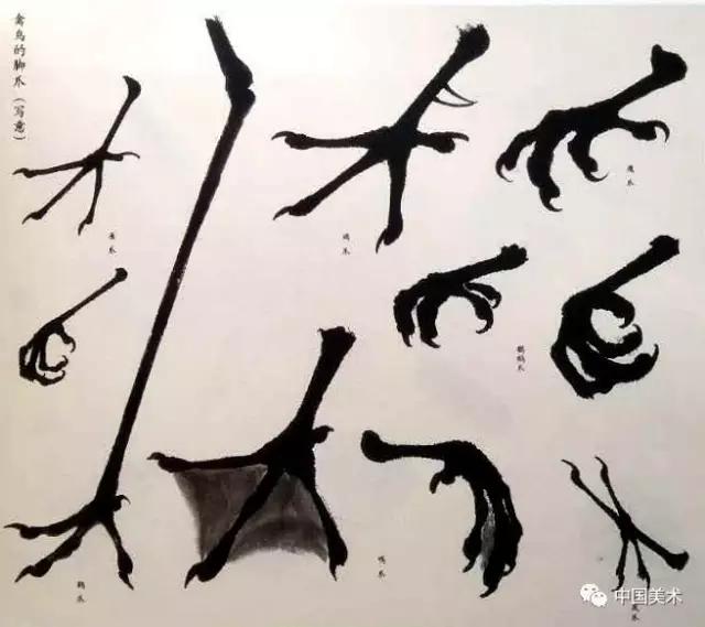 禽鸟画教程,最简单的禽鸟画法