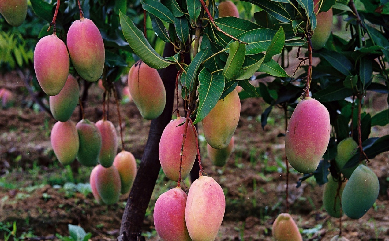芒果种植亩收益,100亩芒果地一年产值多少