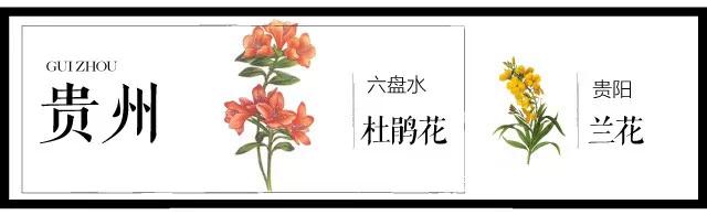 全国各个城市的市花一览表,十大城市的市花