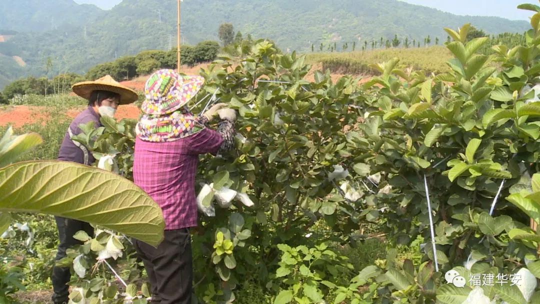 华安：【民生】果中“红宝石”，美味上线啦~