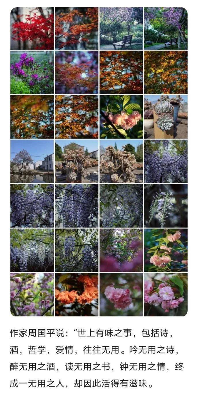 春有约，花不误，多肉与春天有个约会