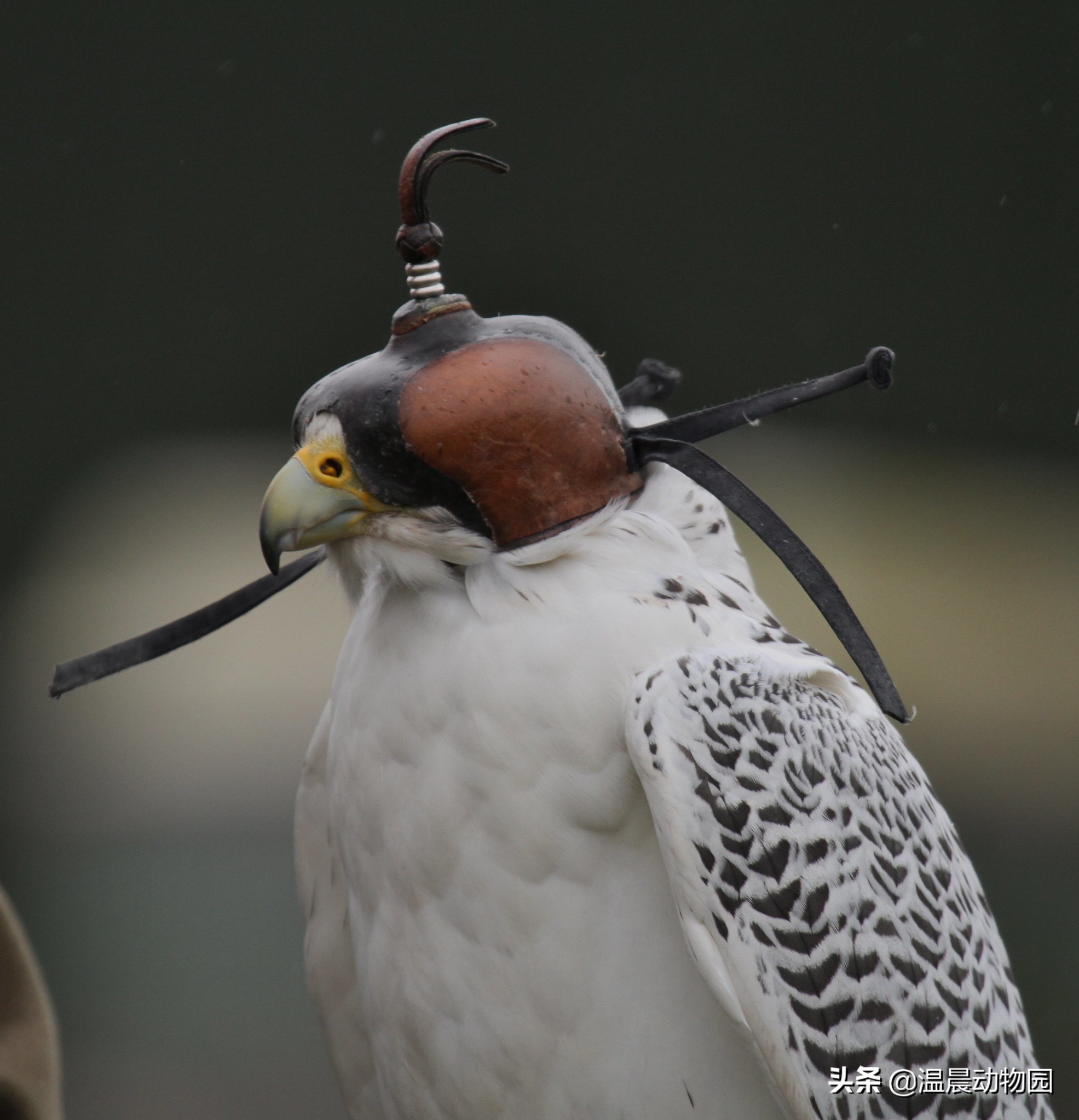 海东青简介和历史,海东青为什么是免死金牌