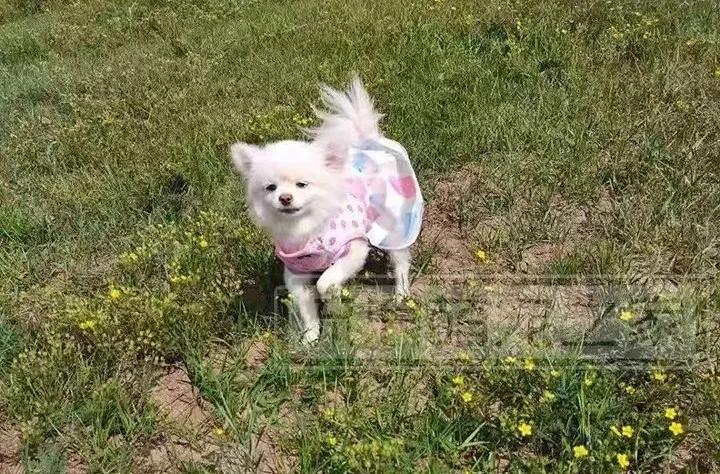 繁殖犬悲惨的下场,一只繁殖犬的悲惨生活