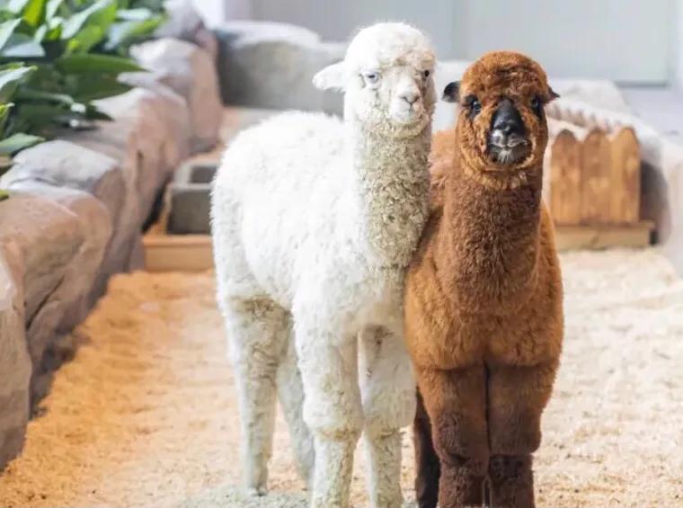 深圳十大暑假室内必去景点,深圳暑假值得带孩子旅游的地方