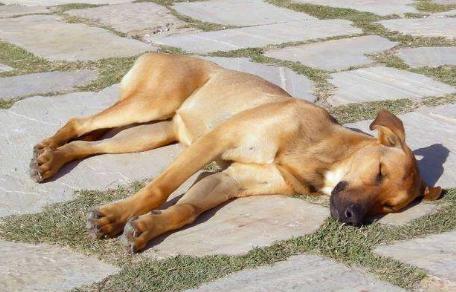 狗狗中暑症状和解救方法,狗狗中暑自救视频