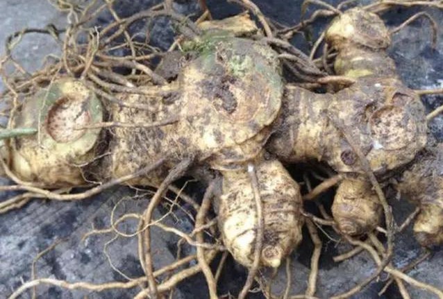 老虎姜实物,什么样子的老虎姜最好卖