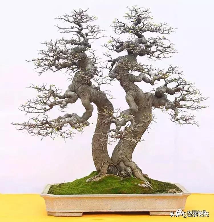 胡庆魁无穷的怀念：我说我盆景与母亲的手