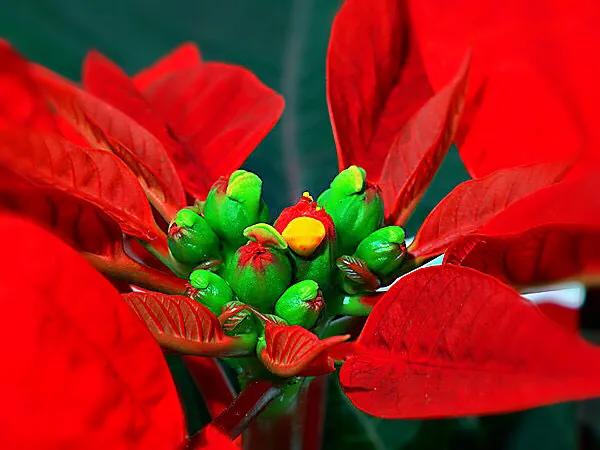 花大色艳的花卉,中国红花花卉大全