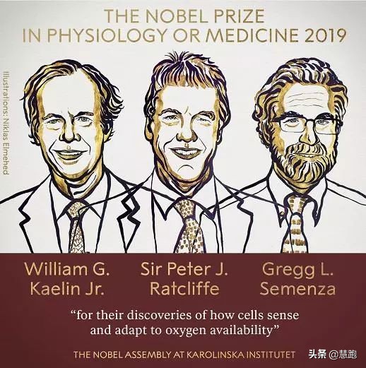 什么是氧感知通路？2019年诺奖公布，揭开了生命与氧气的秘密