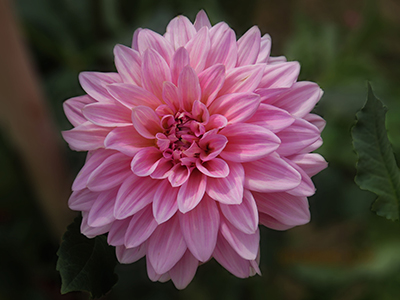 大丽花的养殖方法土壤,大丽花的养殖方法