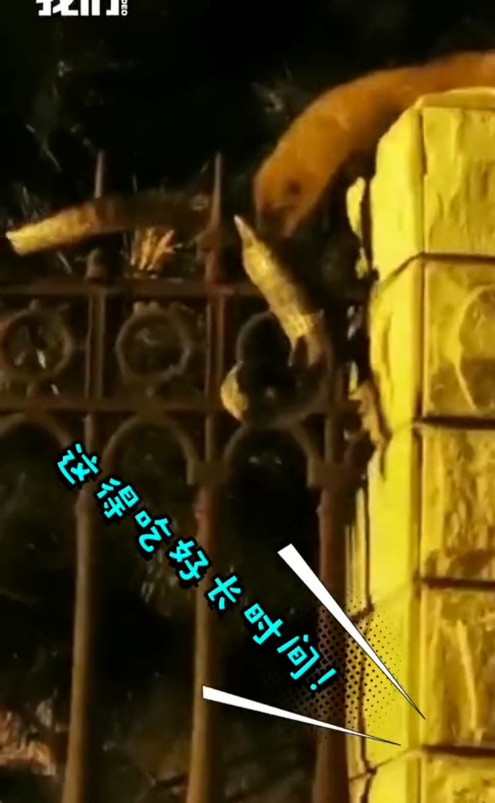 北京一小区黄鼠狼与青蛇,千年难遇青蛇大战黄鼠狼