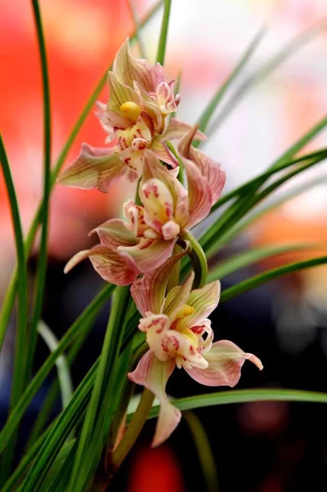 曾是天价兰的品种,天价兰品种