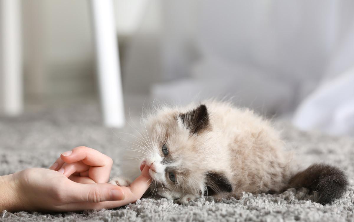 猫咬人教学,猫咬人抓人要怎么教育它