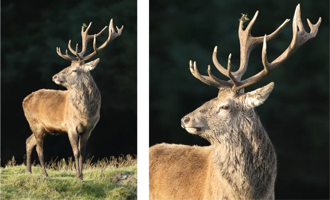 一张名片上印多个品牌logo,一张图片一个大字