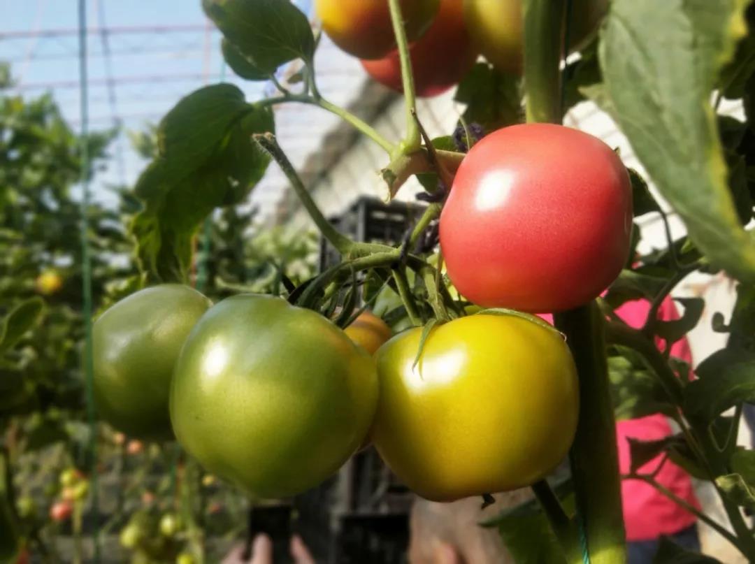 鍗栧埌淇勭綏鏂殑璐ц繕鍙戝悧,瑗跨孩鏌垮嚭鍙d縿缃楁柉