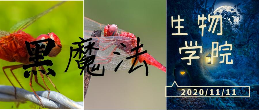 猩红的蜻蜓，隐形的翅膀