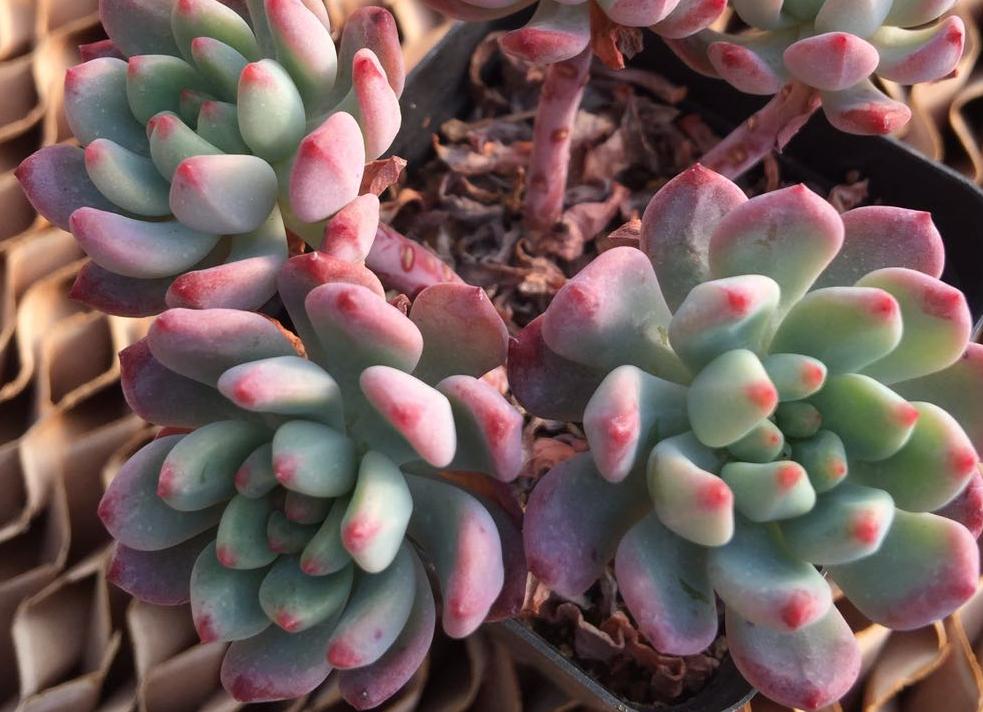 梅雨季，多肉盆栽爱徒长穿裙子、褪色，该怎么办？