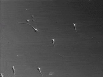 被误会了两千多年,蝌蚪是不是因为精子形态没有转变