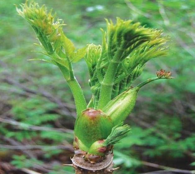 这种植物看似丑陋,很多人不在意,到国外却成珍贵食物,你见过吗