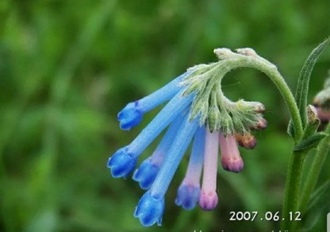 芳踪难觅濒危花!清新治愈篇:沙漠高原是吾家,豹子花的春天来了