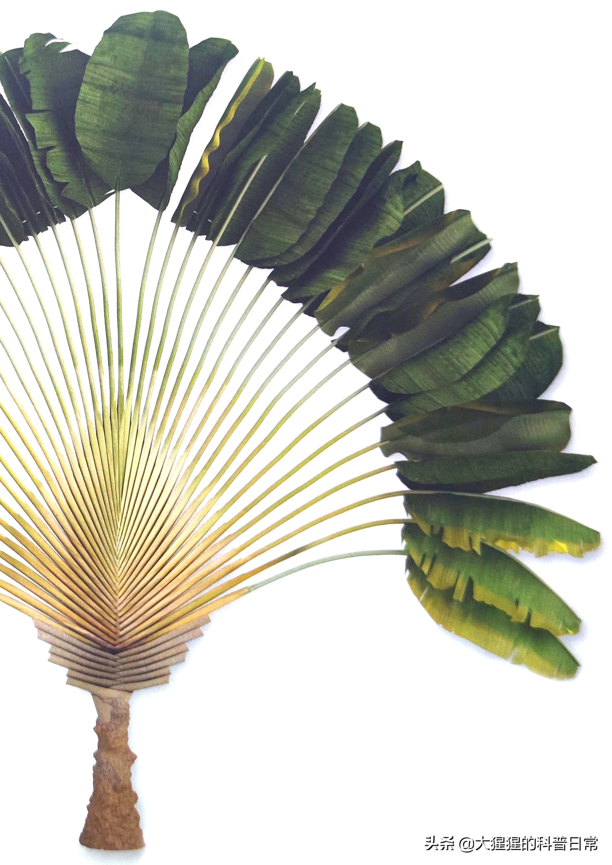 单子叶植物双子叶植物的简图,单子叶植物叶脉是什么