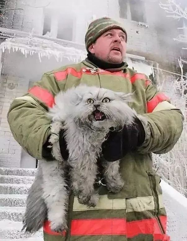 看看俄罗斯猫有多彪悍，徒手斗狗熊，单脚撕野狼！你是大佬我服了
