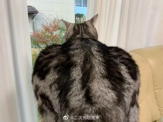 又一位肌肉*男猛**出现了，这个系列永不完结……