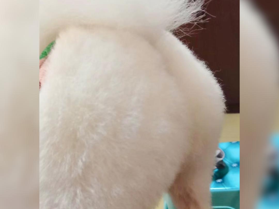 养猫人哭了 (朝九晚五适合养猫吗)