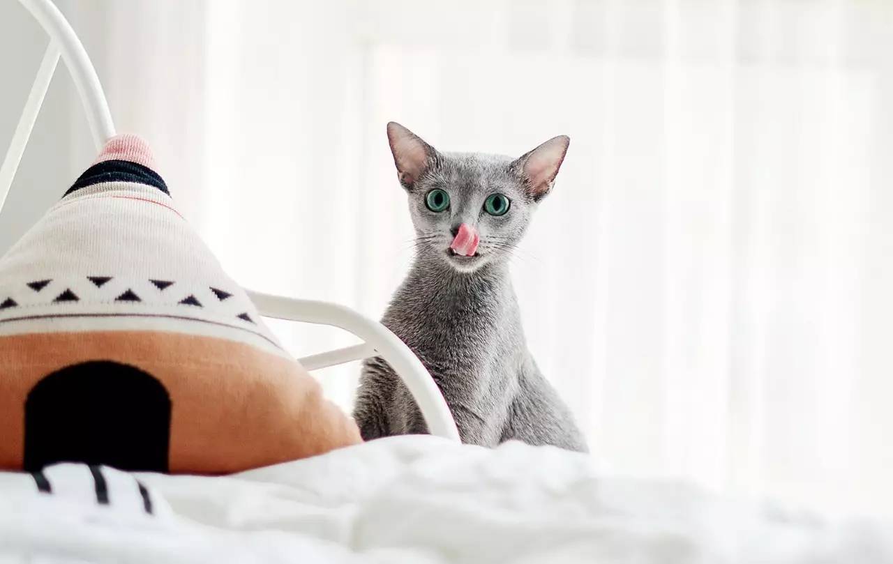 猫咪寿命比较长的有哪些,猫咪的寿命一般在多长时间左右