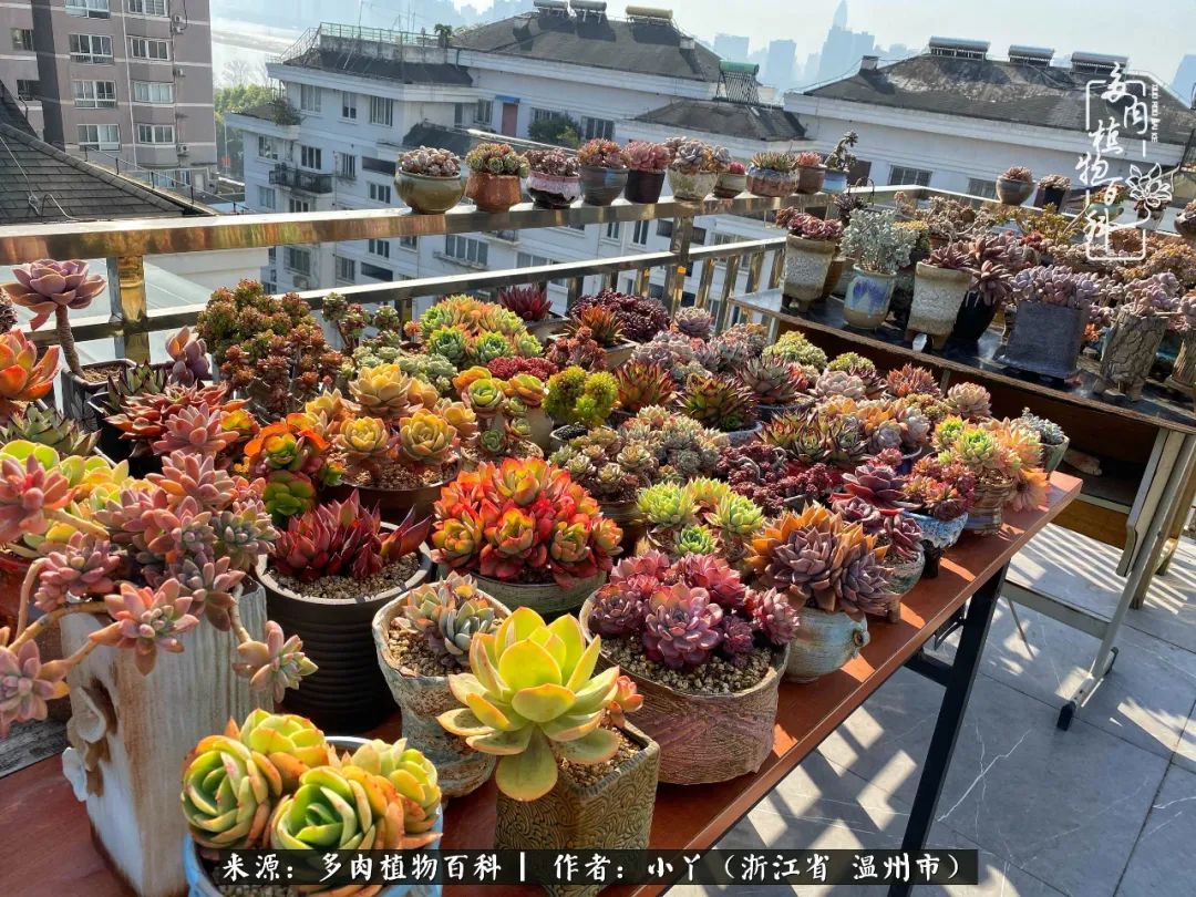 祖上无院家里无矿,一腔浪漫情怀付诸楼顶造花