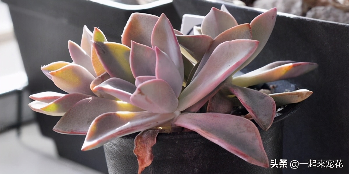 晚霞多肉叶片打蔫,火狐狸多肉叶片不打蔫