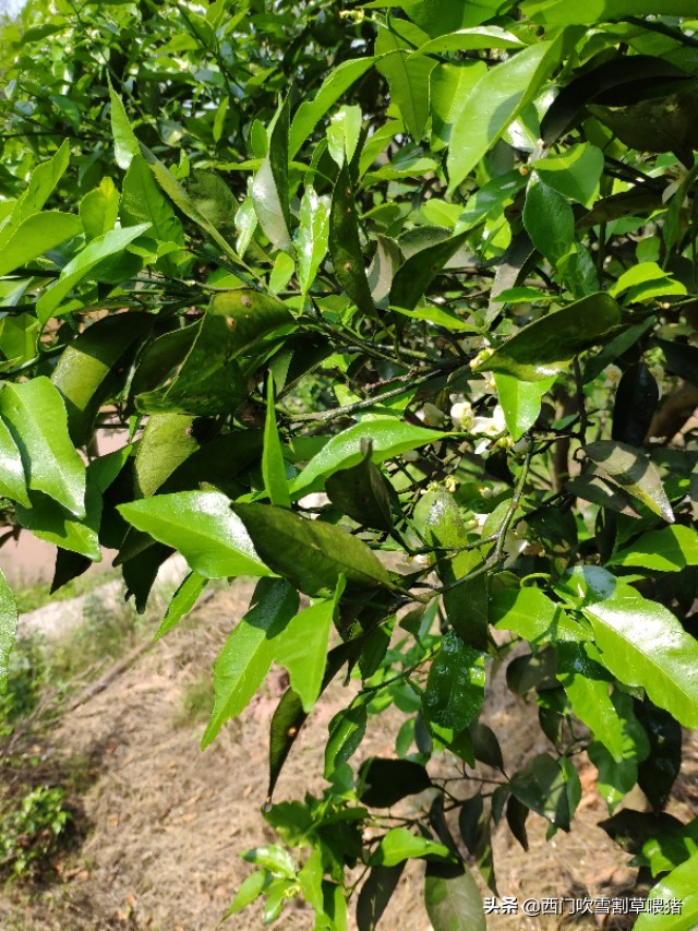 弥雾机打药缺点和优点,弥雾机打药的效果如何