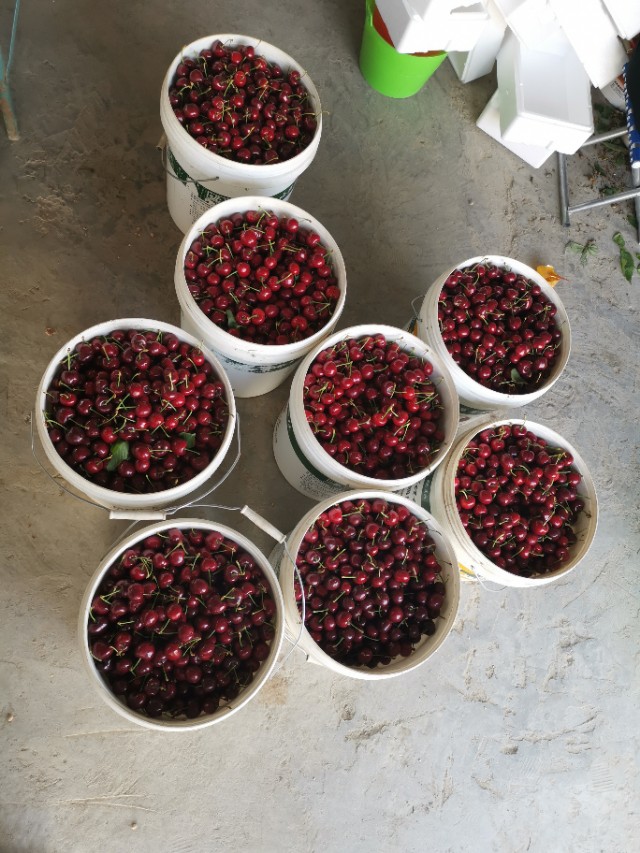 水果预售成功案例,网络卖水果骗局揭秘视频