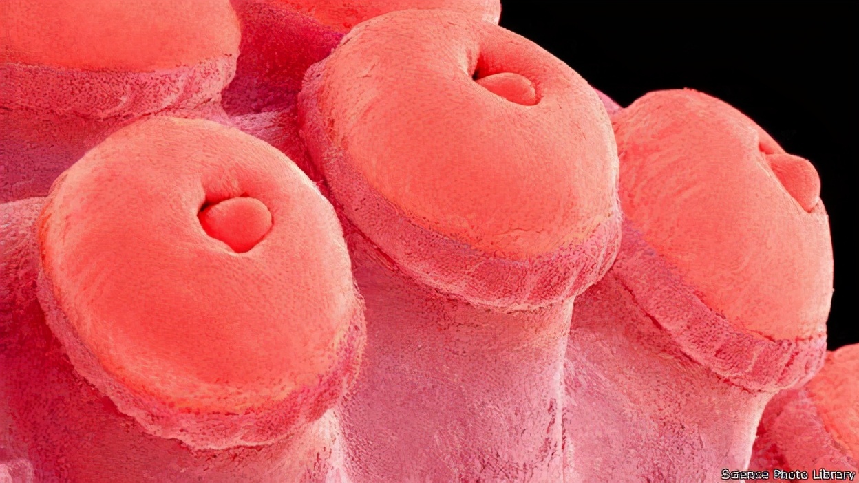 最像外星物种的章鱼,章鱼为什么属于外星人的生物