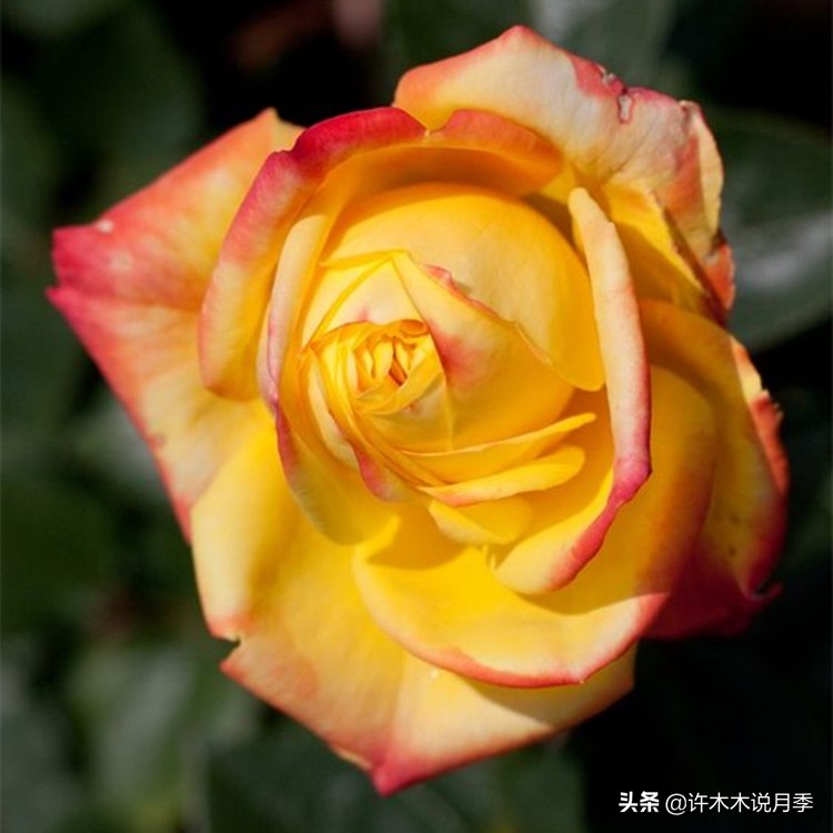 买到假月季苗怎么办,怎样网购月季不受骗