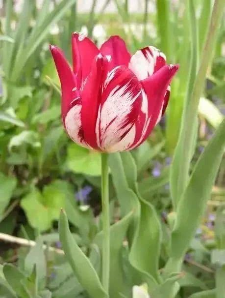 世界上十大鲜花排名图片,世界十大漂亮名贵花卉