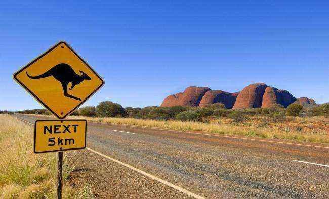 我在澳洲生活,猫本澳洲生活