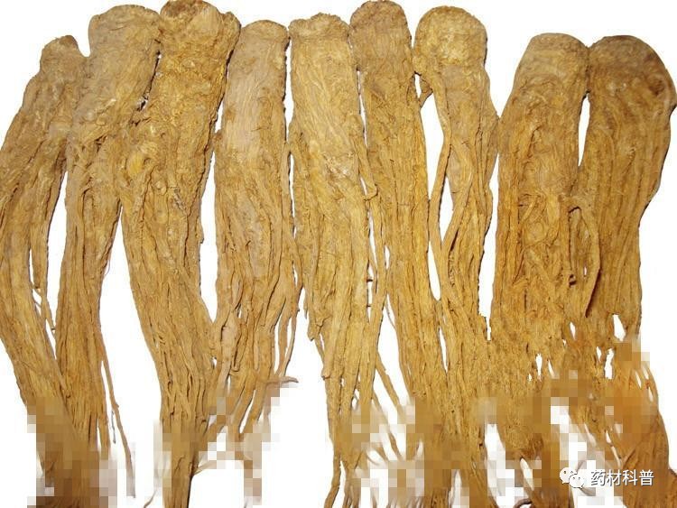 当归禁忌有哪些,当归的十大禁忌