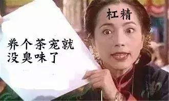 养仓第1步：如何挑选一只健康的仓鼠