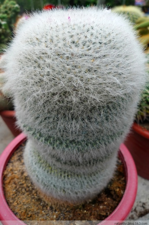 马来西亚办农庄,马来西亚农家小院