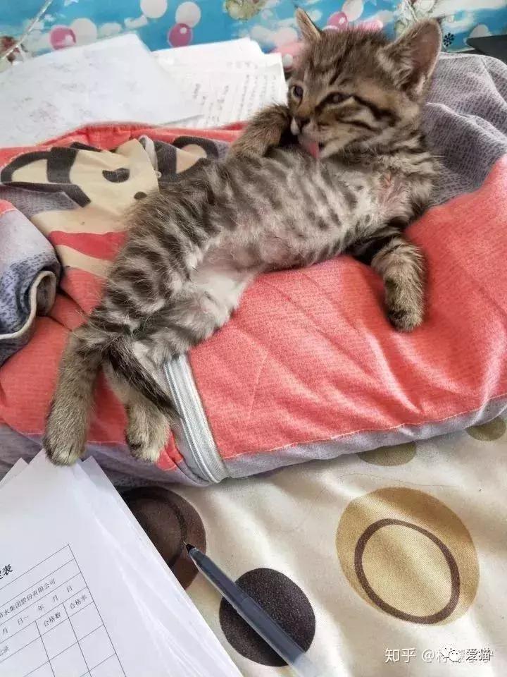 猫是否知道自己是猫,猫知自己是猫么